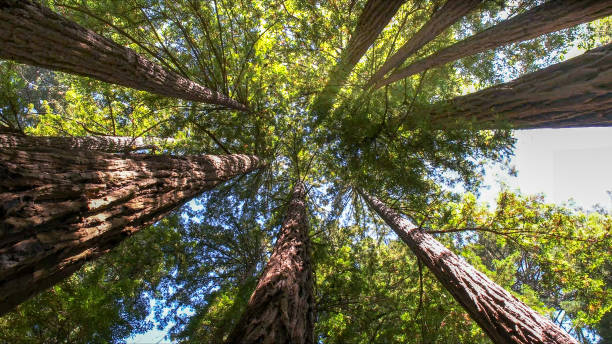 How Our Tree Care Process Works  in  Homestead, FL